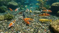 Pasir Atau Kerikil yang Paling Baik Sebagai Dasar Kolam Ikan? Berdampak ke Kualitas Air