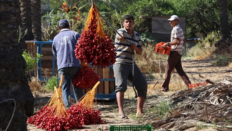 Panen Kurma Jalur Gaza