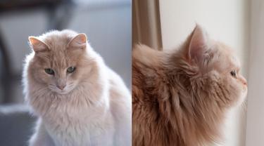 Kucing angora dan persia