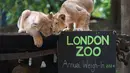 Dua dari tiga anak singa Asia yang lahir pada bulan Maret memeriksa papan kapur, saat Penimbangan tahunan  di Kebun Binatang London, Senin, 19 Agustus 2024. (AP Photo/Kirsty Wigglesworth)