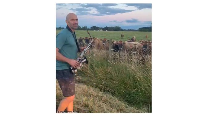 Rick Herrmann berlatih saxophone di depan kawanan sapi (Sumber: Daily Mail)