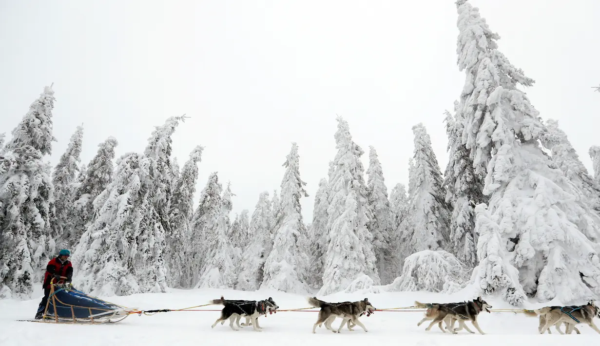 Pengemudi kereta luncur anjing menembus salju saat mengikuti lomba Sedivackuv Long di Destne v Orlicky Horach, Republik Ceko, Jumat (25/1). Lomba ini berlangsung selama lima hari. (AP Photo/Petr David Josek)