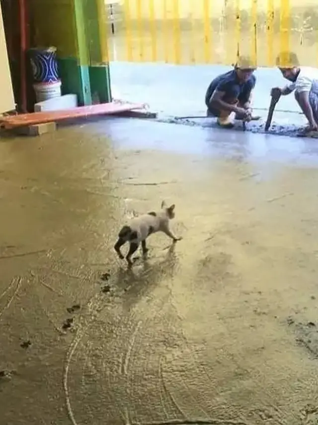 8 Potret Aksi Kucing Jadi Kuli Bangunan Ini Bikin Tepuk Jidat