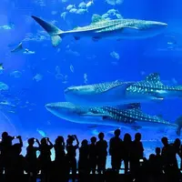 Okinawa Churaumi Aquarium. (DestinAsian)