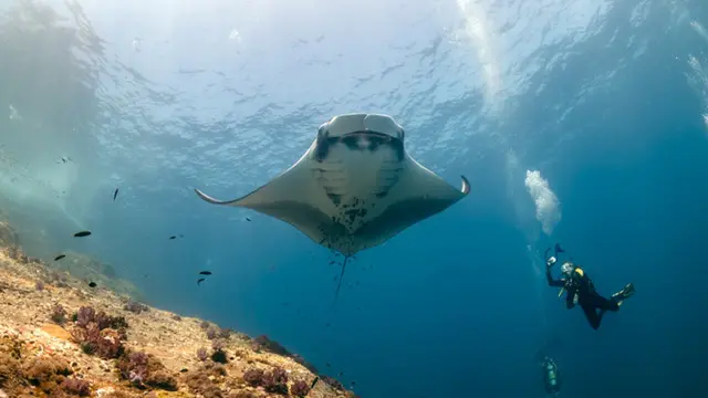 Menyelami Laut Bersama Iringan Para Manta di Manta Point