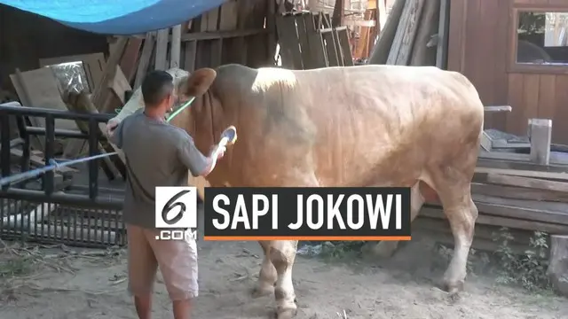 Presiden Jokowi berkurban sapi seberat 1,3 ton di Islamic center Mataram NTB. Sapi dibeli dari peternak di NTB dengan harga Rp 125 juta. Ini sudah kedua jalinya Presiden Jokowi berkurban sapi di mataram.