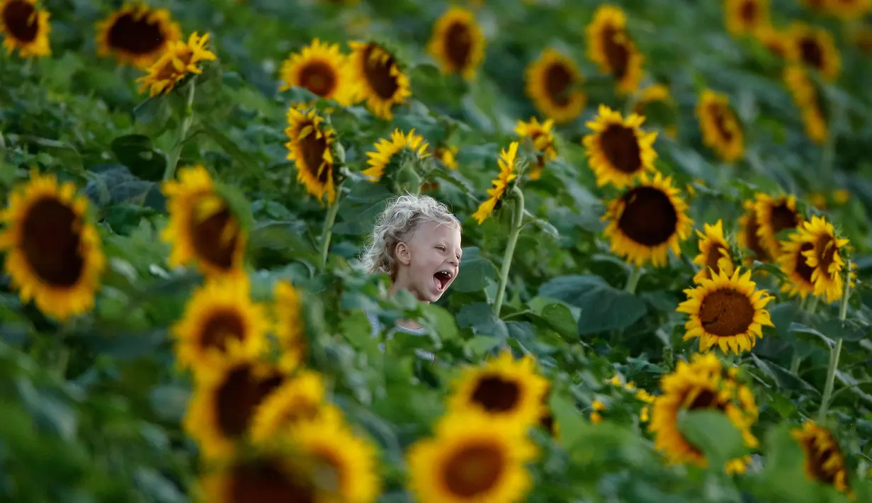 Emma Fischer (5) berlarian melalui ladang bunga matahari di Grinter Farms, dekat Lawrence, Kansas, 8 September 2018. Ladang bunga Matahari itu menarik wisatawan pada akhir pekan selama musim panas saat bunga-bunga bermekaran. (AP Photo/Charlie Riedel)