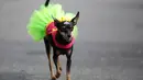Seekor anjing mengenakan kostum saat mengikuti karnaval anjing "Blocao" di pantai Copacabana di Rio de Janeiro, Brasil (4/2). (AP Photo/Silvia Izquierdo)