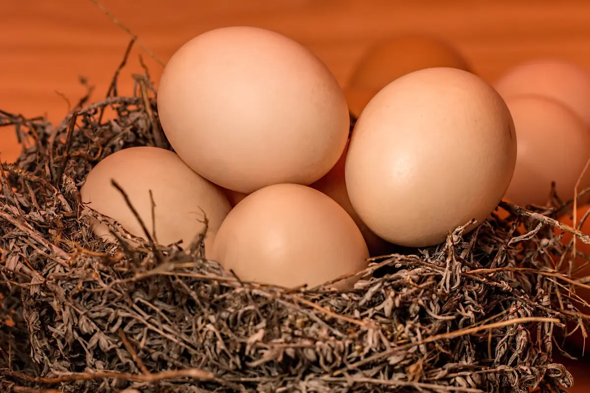 telur