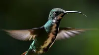 Bak Pelangi, Ini 6 Foto Indahnya Burung Kolibri Ketika Terkena Sinar Matahari