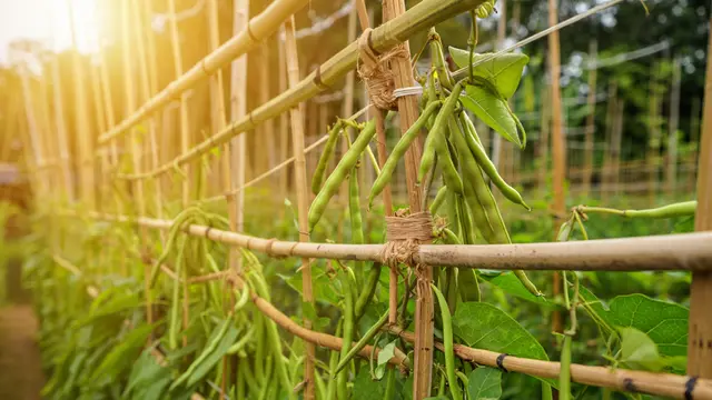 Inspirasi Kebun Kacang Panjang Rambat di Pagar Bambu (AI)