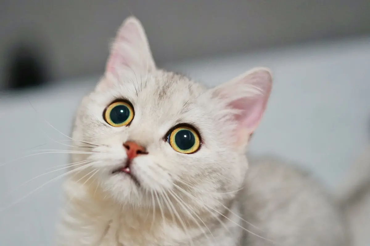 kucing