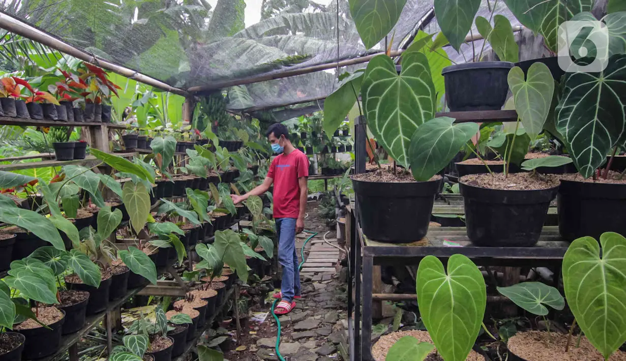 Pembudi daya merawat tanaman hias kuping gajah (Anthurium crystallinum) di Pinang, Kota Tangerang, Banten, Jumat (21/1/2022). Tanaman hias berbagai jenis dari harga Rp50 ribu hingga Rp2 juta per tanaman tersebut dipasarkan sampai Thailand, Malaysia hingga Kanada. (Liputan6.com/Angga Yuniar)