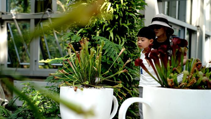 Para wisatawan mengamati tanaman pemakan serangga di Shanghai Botanical Garden, Shanghai, China, 11 Oktober 2020. Lebih dari 250 varietas tanaman pemakan serangga dipamerkan dalam Pameran Tanaman Pemakan Serangga ke-2. (Xinhua/Zhang Jiansong)