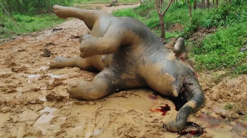 Gajah mati di Riau karena konflik dengan manusia yang disebabkan berubahnya kawasan hutan.