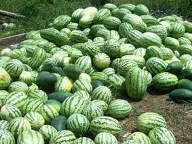 Citizen6, Riau: Masyarakat Dusun Sepadan Makmur, Desa Sei Meranti, Kecamatan Torgamba, Kabupaten Labuhan Batu Selatan, harus membayar 500 ribu untuk mengeluarkan hasil panen mereka lantaran terhalang oleh palang PT Sumatera Riang Lestari. (Pengirim: Nasir