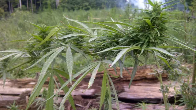 Ganja
