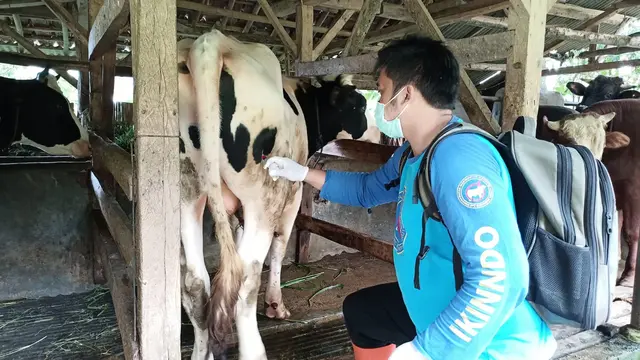 Petugas kesehatan hewan Dinas Perikanan dan Peternakan (Diskanak) Garut tengah melakukan pemeriksaan kesehatan di kalangan peternak sapi di Garut menjelang Iduladha 1444 H/2023. (Liputan6.com/Jayadi Supriadin)