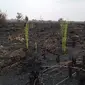 Vegetasi gambut habis di konsesi perusahaan perkebunan kelapa sawit di Kumpeh, Kabupaten Muaro Jambi, habis terbakar. (Liputan6.com/Gresi Plasmanto)