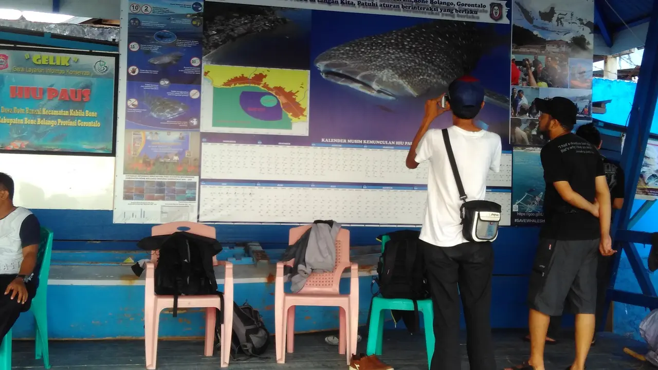 2 Ekor Hiu Paus Terlihat Lagi di Gorontalo, Warga Tebar Udang