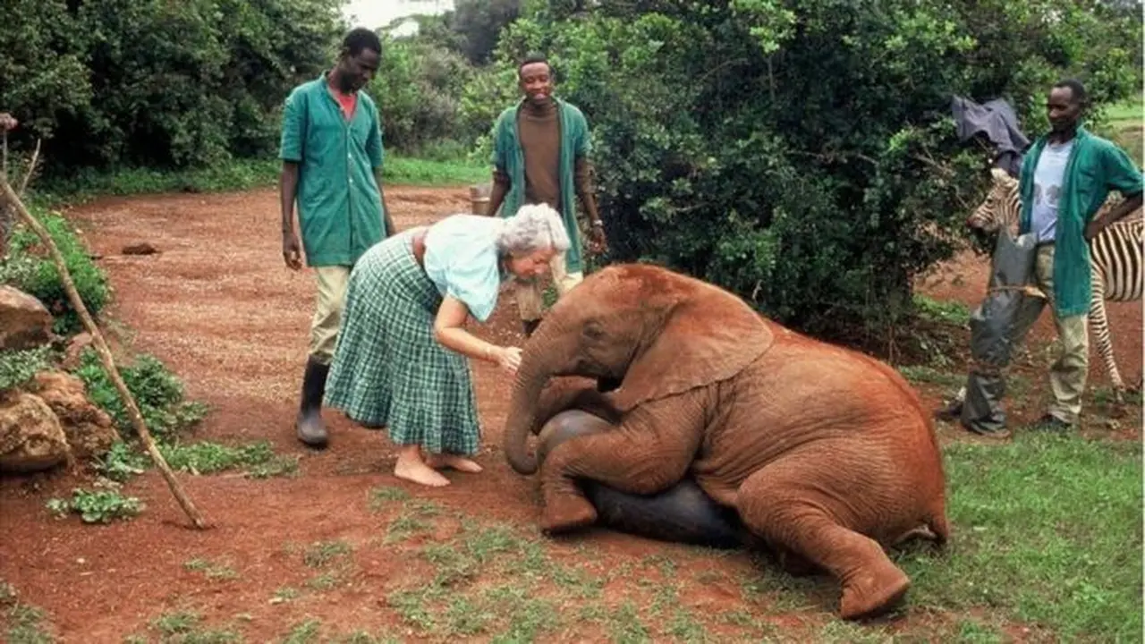 Daphne Sheldrick menghabiskan enam dekade merawat bayi gajah yatim piatu. (sheldrickwildlifetrust.org)