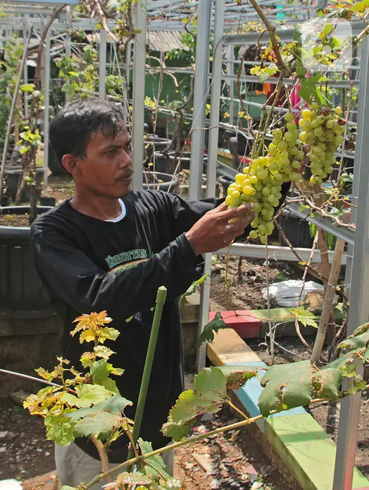 Petani yang tergabung dalam Komunitas Anggur Kebun Imut Sinakal memeriksa buah anggur di Kebun Imut Sinakal, Malakasari, Duren Sawit, Jakarta, Kamis (25/2/2021). Petani menjual berbagai jenis bibit  untuk warga yang ingin belajar budidaya anggur di Ibu Kota. (Liputan6.com/Herman Zakharia)