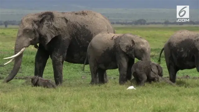 Taman Nasional Amboseli, Kenya, menyambut kelahiran dua anak gajah kembar berjenis kelamin betina dan jantan.