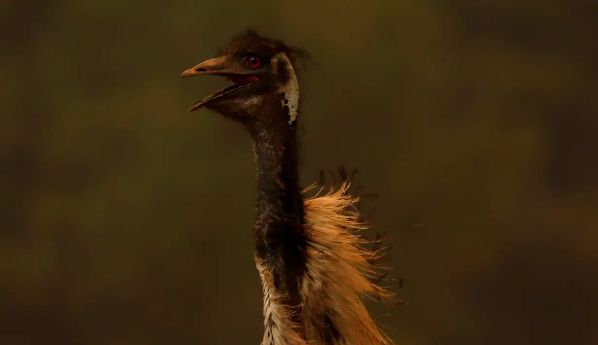 Kondisi burung emu yang menderita luka bakar akibat kebakaran melanda di dekat Potrero, California, Amerika Serikat, Senin (20/6). Kebakaran yang terjadi di California disebabkan suhu tinggi dan musim kering yang berkepanjangan. (REUTERS/Mike Blake)