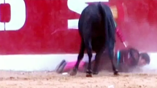 Dari Banteng Tanduk Matador ke Perkelahian di Miss Gay