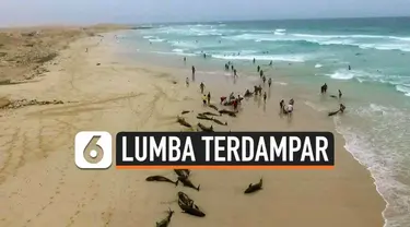 Ratusan ekor lumba-lumba terdampar di pinggir pantai kepulauan Cape Verde, Afrika Barat. Belum diketahui penyebab kematian ratusan mamalia laut tersebut.Para ahli masih menyelidiki.