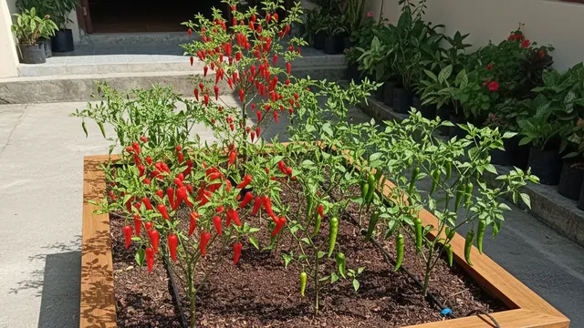 Ide Kebun Cabai Campuran Jenis di Satu Lahan. AI