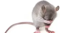 Ilustrasi tikus. (Gambar oleh sibya dari Pixabay)
