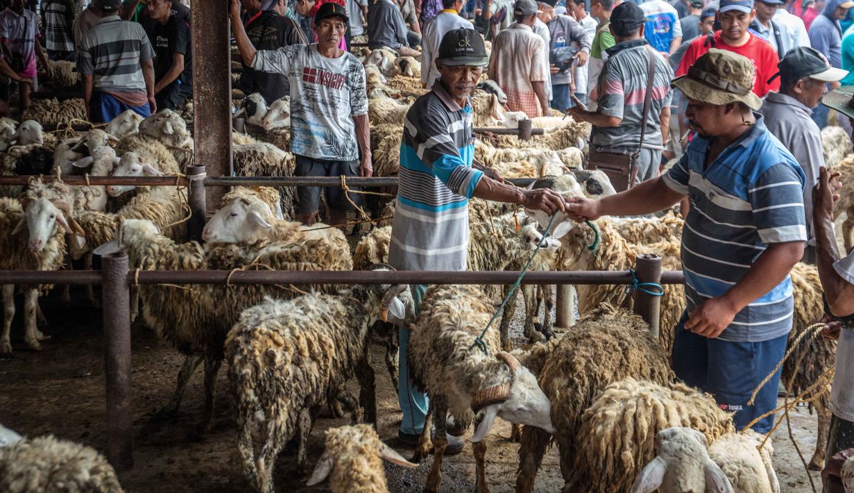 : Domba-domba dipajang untuk dijual di pasar ternak menjelang hari raya Idul Adha, di Ambarawa, Jawa Tengah pada Sabtu 16 Mei 2026. (DEVI RAHMAN/AFP)