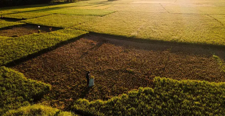 Foto udara ini memperlihatkan seorang petani sedang memotong tanaman padi yang rusak akibat kekeringan di Aneuk Galong, Provinsi Aceh, Minggu, 30 Agustus 2026. (AFP/ Chaideer Mahyuddin)