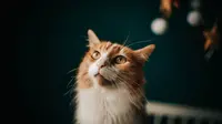 Ilustrasi Maine Coon Credit: pexels.com/Helena