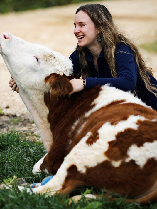 Relawan mengelus sapi berkaki palsu di Freedom Farm, Moshav Olesh, Israel, 7 Maret 2019. Freedom Farm memberi hewan-hewan cacat sebuah kehidupan baru. (REUTERS/Nir Elias)