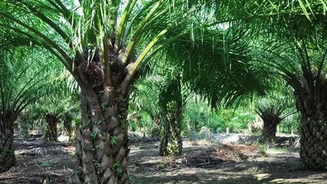Potensi listrik 12,6 GW dari limbah kelapa sawit belum tersentuh