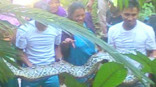 Ular Piton
