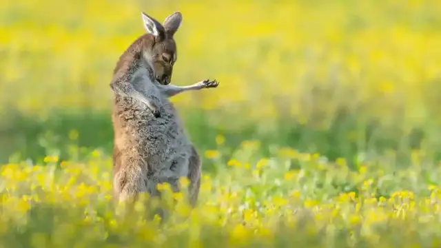 Air Guitar Roo by Jason Moore, 2021