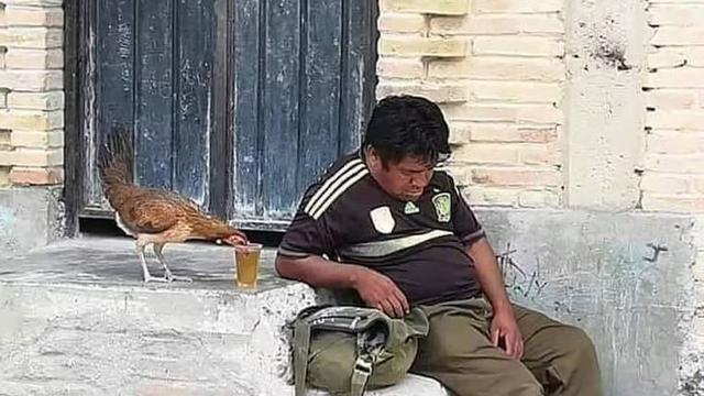 6 Momen Apes Tidur Diganggu Hewan Bikin Elus Dada