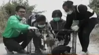 Dengan risiko tinggi, relawan pecinta binatang memasuki desa zona bahaya Sinabung.