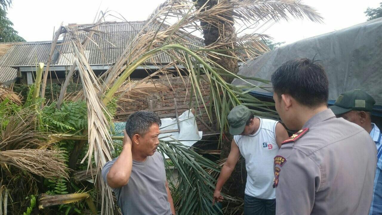 Pohon tumbang di Bogor