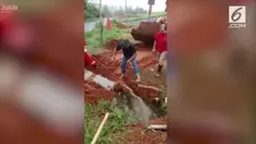 Petugas mencoba menyelamatkan dengan mengikatkan tali pada leher kuda.