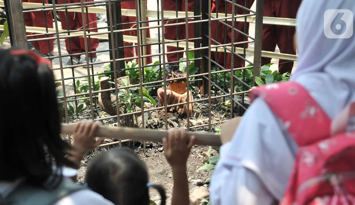 Siswa mengamati bunga bangkai jenis Amorphophallus Paeoniifolius di halaman SDN Kayuringin Jaya II, Bekasi, Jawa Barat, Selasa (8/10/2019). Bunga bangkai yang tumbuh sejak dua minggu lalu itu menjadi perhatian siswa dan warga sekitar karena baru pertama kali terjadi. (merdeka.com/Iqbal Nugroho)