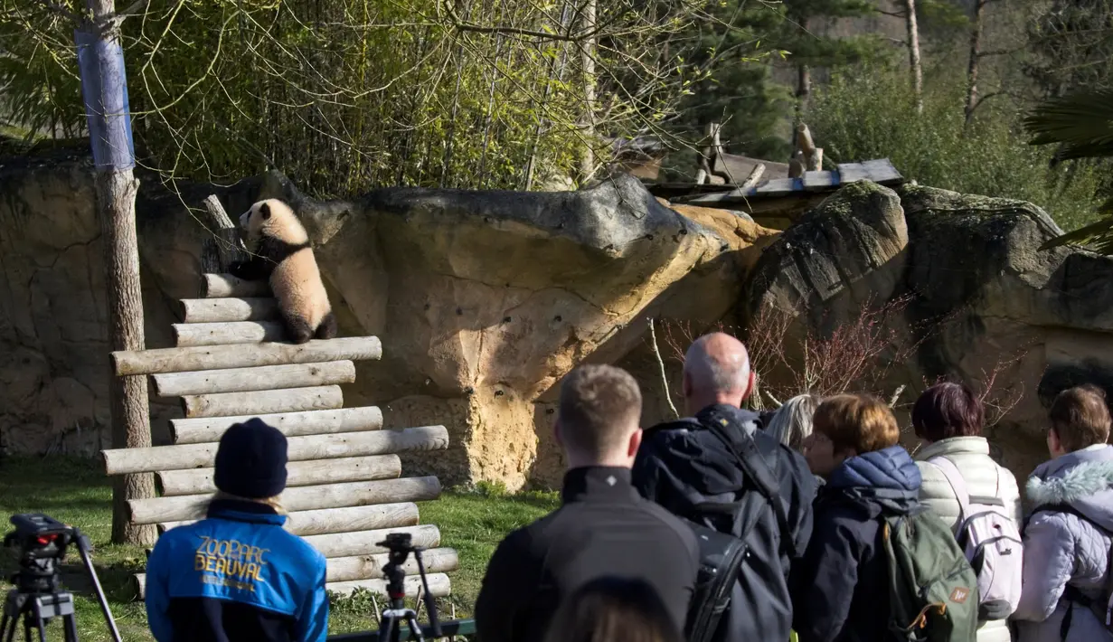 Pengunjung melihat anak panda Huanlili saat ia menjelajahi kandang eksternalnya untuk pertama kalinya di taman zoologi Beauval di Saint-Aignan, Prancis tengah (14/3/2022). Anak panda Huanlili ini lahir pada 1 Agustus 2021. (AFP/Souvant Guillaume)