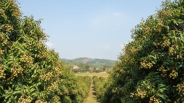 pohon kelengkeng