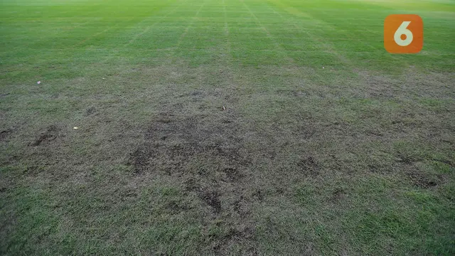 Foto: Menengok Kondisi Menyedihkan Rumput SUGBK yang Jadi Venue Piala Dunia U-20 2023 Imbas Pagelaran Dua Konser Musik