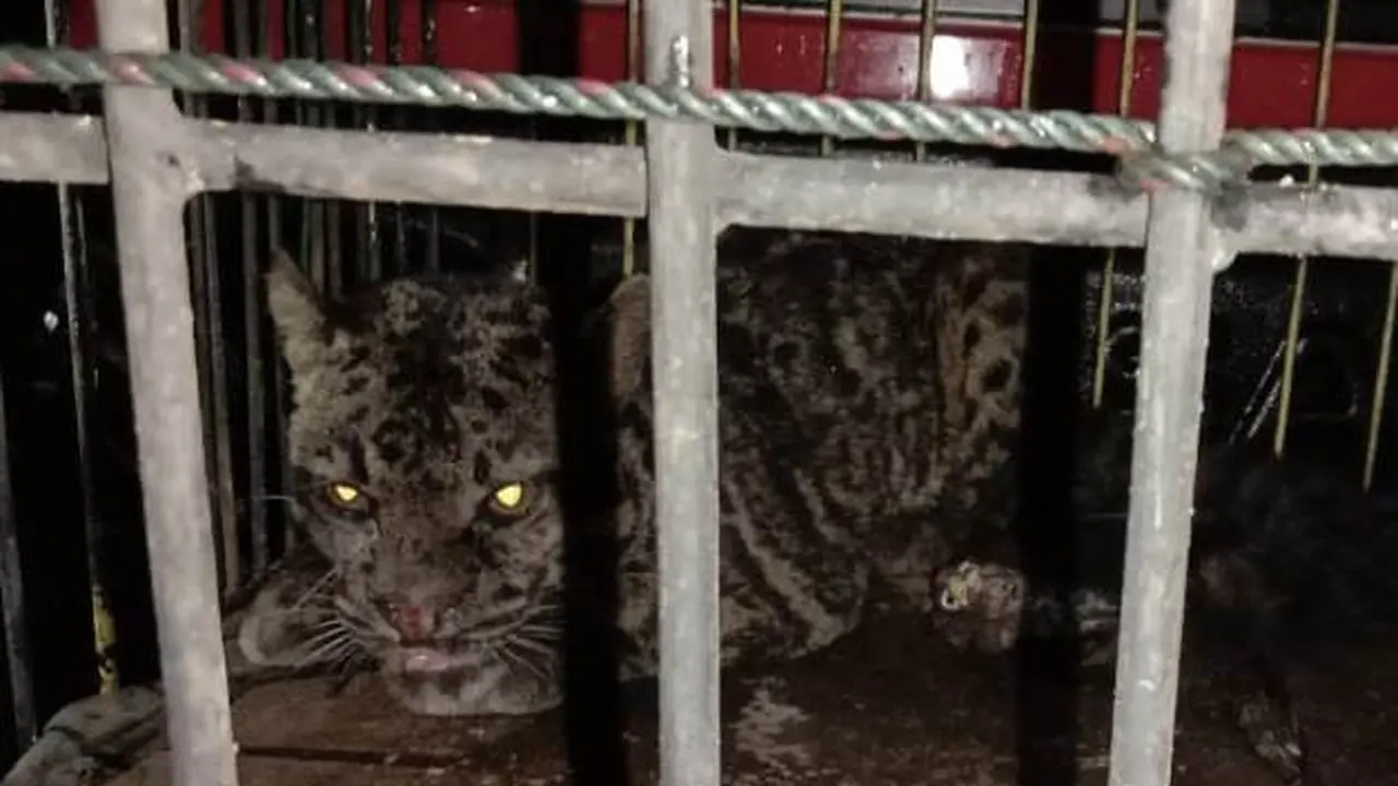 Macan dahan masuk rumah warga di Pasaman Barat. (Liputan6.com/ BKSDA Agam)