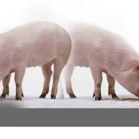 Kamu pasti penasaran, kenapa sih babi kalau jalan kepalanya menunduk? Simak jawabannya di sini.