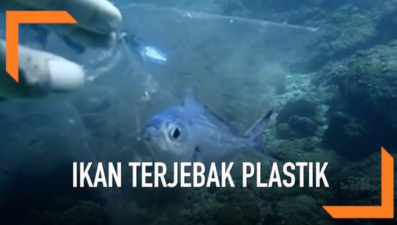 VIDEO: Ikan di Laut Terjebak dalam Kantong Plastik